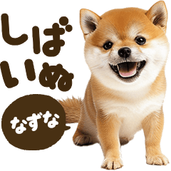Shibainu mix [Nazuna]