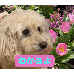 花とぬくもりに包まれるトイプードル