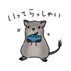 デグーの可愛い1日part2(グレー)