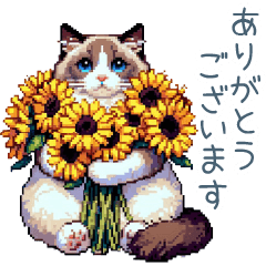 polite greeting ragdoll cat