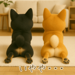 柴犬の くろ と ちゃ