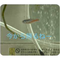 Yuiabc