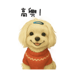 Little Maltese named Lunar