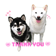 shibainu.ginji&haku.dad