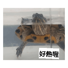 照片烏龜會動