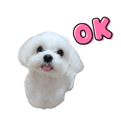 マルチーズのふうたの日常スタンプ♪3