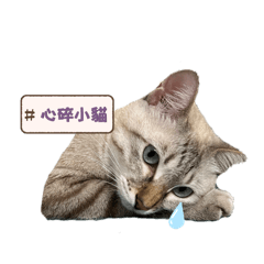 #️⃣糰糰