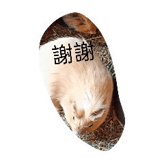 天竹鼠123