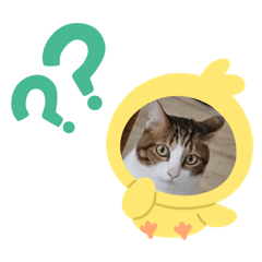 喵woo日常
