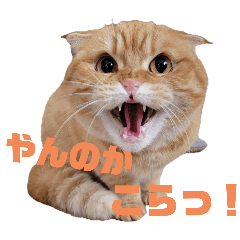 GO_20250507142935