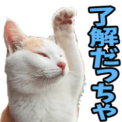 Miyagi's cute cat