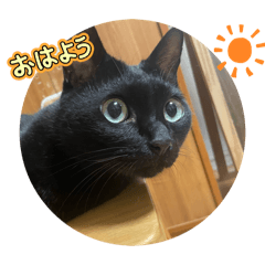 Moe_20250507172813