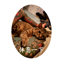 發財喵喵豬3