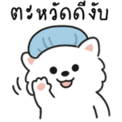 A white dog comes to say hello.