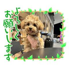 杏子ちゃんいろいろへんしんしてみました！