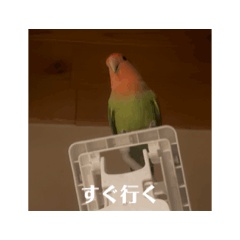 coco_20250507224046
