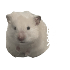 白ㄍㄠˉㄨㄢ