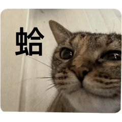 貓咪旅館3