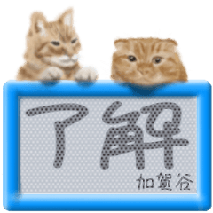 Kagaya's real fluffy cat