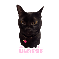 Nhoo Mai the black cat