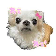 わんわんスタンプ‎໒꒱