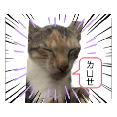 潘家+