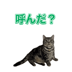 utinonyankotachi