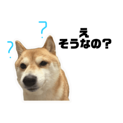 turugashimanosibatyan2