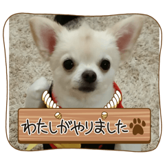 それゆけマリーちゃん