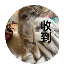 檳榔渣2