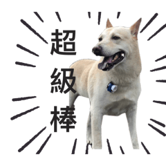 小肥弟日常♡實用貼圖