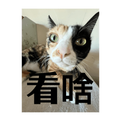 珍珠奶茶姐妹花