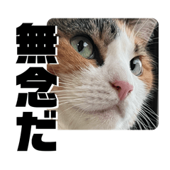 narai_20250507132022