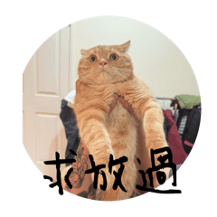 肉肉最可愛