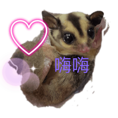 寶寶是蜜袋鼯小福寶