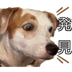 えどわーどtheジャックラッセルテリア #1