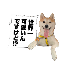 (元)豆柴犬ゆずの漫画風スタンプ