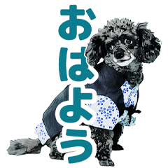 Black toy poodle daily life