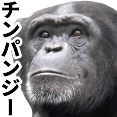 Chimpanzee's daily life