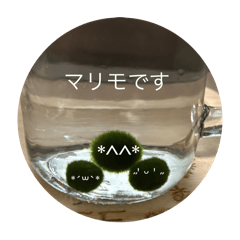 marimo_20250507190628