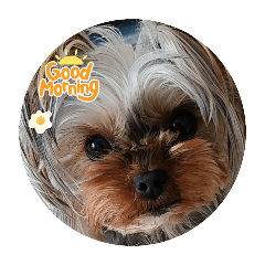 ヨーキー☆ひな2