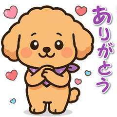 Today's Toy Poodle