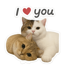 ABC Cat 3