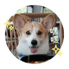 柯基corgi-栗子-表情包（第一彈）
