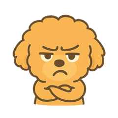 I am not a Teddy I am a cute Poodle baby