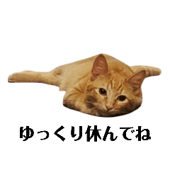 Orange Tabby Cat Finn(JPN 40)