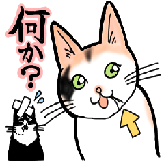 taciyama's cats