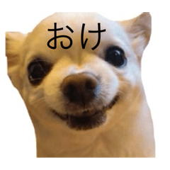 Kotake_20250508162812