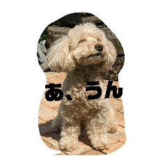 me dogCoco