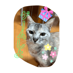neko_20250508133548